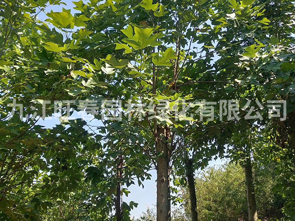馬褂木